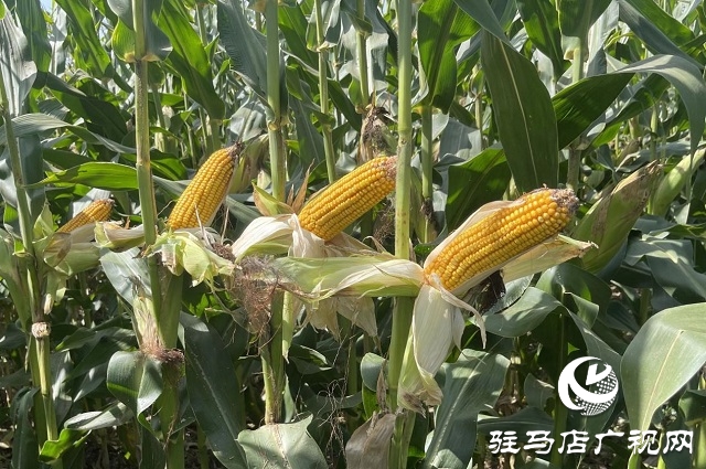 農(nóng)星207觀摩會(huì)：&ldquo;金種子&rdquo;引起種糧大戶圍觀