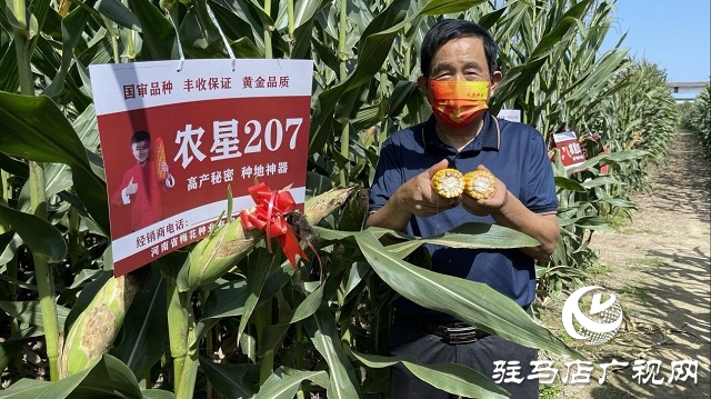 農(nóng)星207觀摩會(huì)：&ldquo;金種子&rdquo;引起種糧大戶圍觀