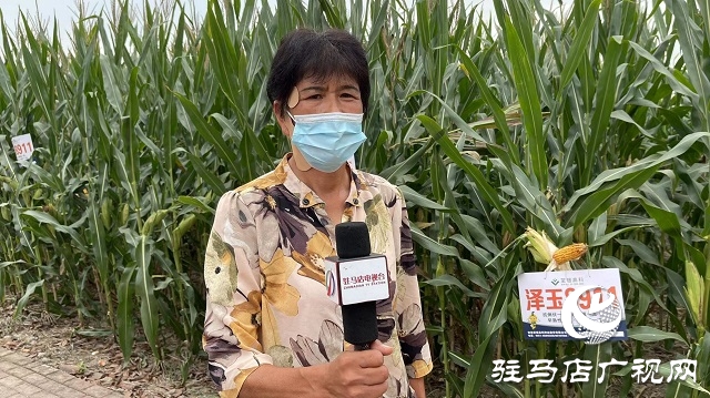 六豐農(nóng)業(yè)：澤玉8911玉米新品種觀摩會成功召開