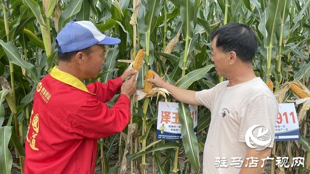 六豐農(nóng)業(yè)：澤玉8911玉米新品種觀摩會成功召開