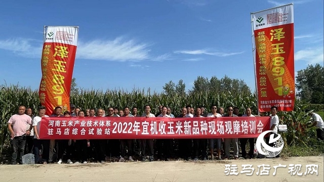 六豐農(nóng)業(yè)：澤玉8911玉米新品種觀摩會成功召開