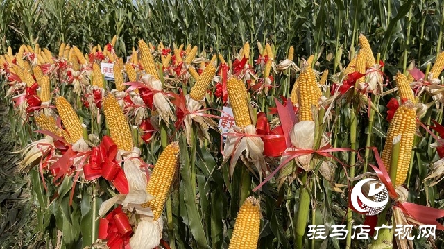 六豐農(nóng)業(yè)：澤玉8911玉米新品種觀摩會成功召開