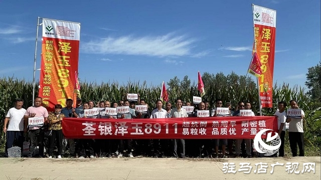 六豐農(nóng)業(yè)：澤玉8911玉米新品種觀摩會成功召開