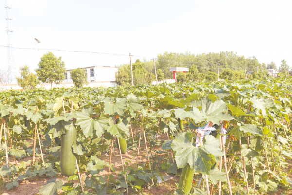 冬瓜吊著長 致富有希望