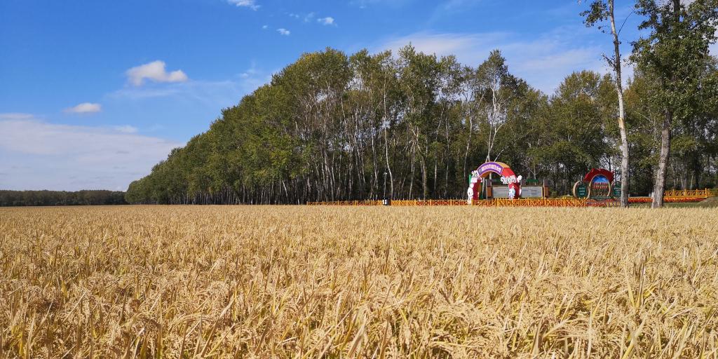 稀播密植多打糧&mdash;&mdash;農(nóng)場水稻的增產(chǎn)&ldquo;密碼&rdquo;