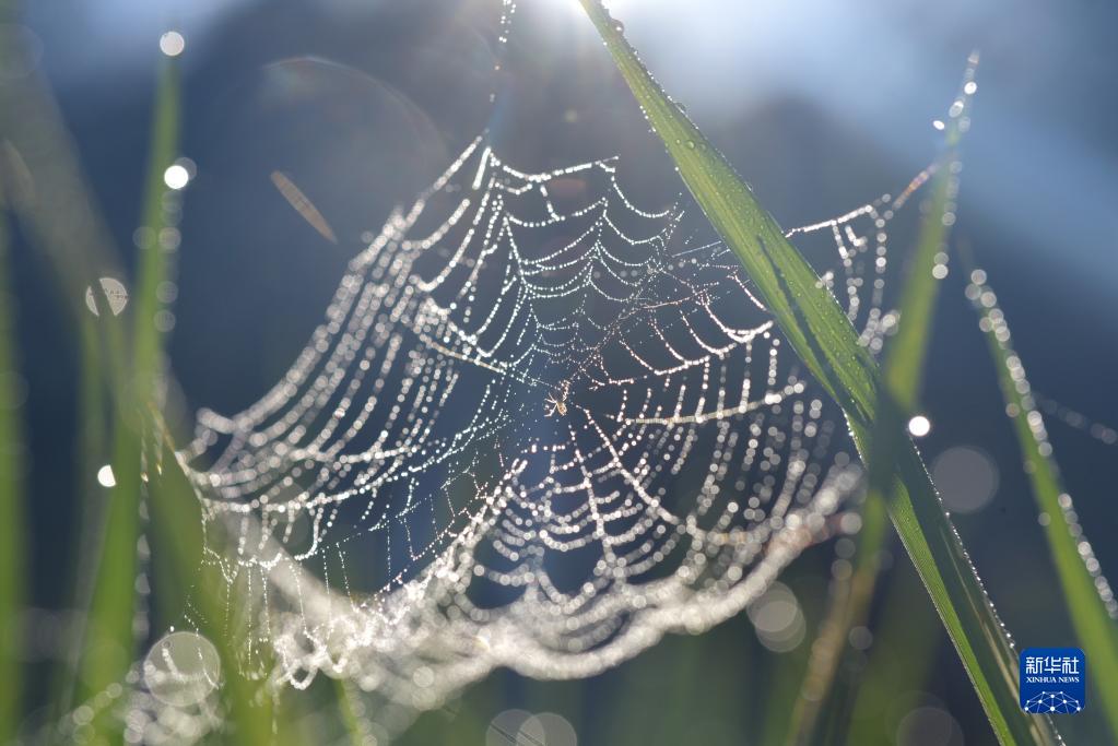 微視界——寒露