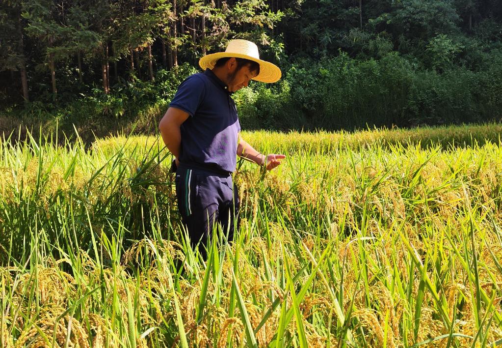 黑稻、多年生稻、巨型稻&hellip;&hellip;奇妙水稻知多少？