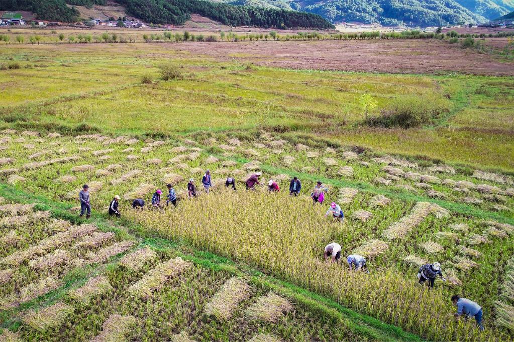 黑稻、多年生稻、巨型稻&hellip;&hellip;奇妙水稻知多少？