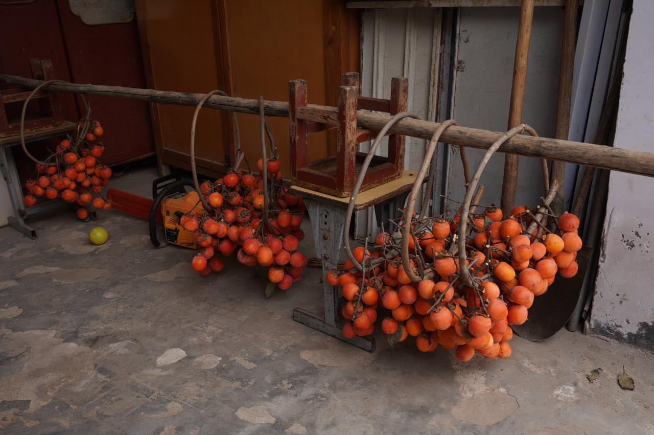 二十四節(jié)氣 | 霜降：曬柿餅，做柿子染