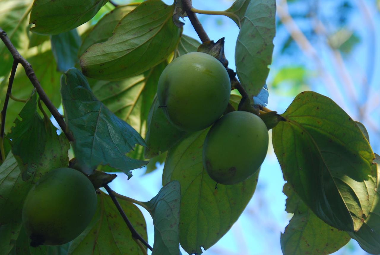 二十四節(jié)氣 | 霜降：曬柿餅，做柿子染