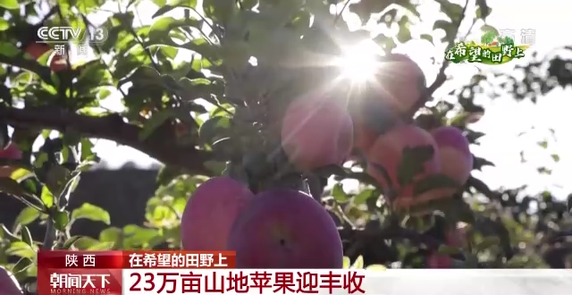 &ldquo;三秋&rdquo;生產(chǎn)關(guān)鍵期，各地加速推進(jìn)秋收工作