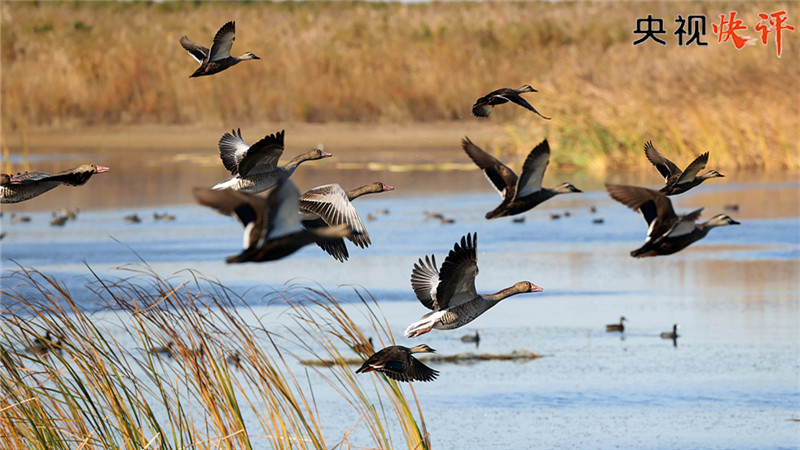 【央視快評】譜寫全球濕地保護(hù)新篇章