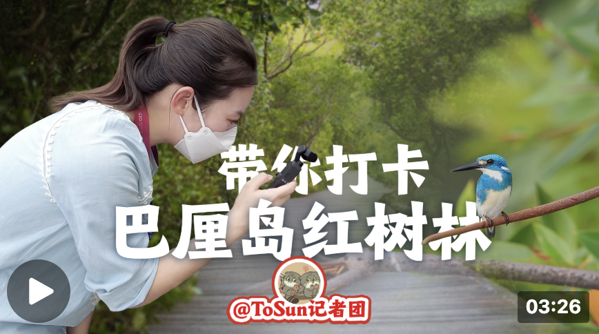 時(shí)政Vlog丨走，帶你打卡巴厘島的紅樹林！