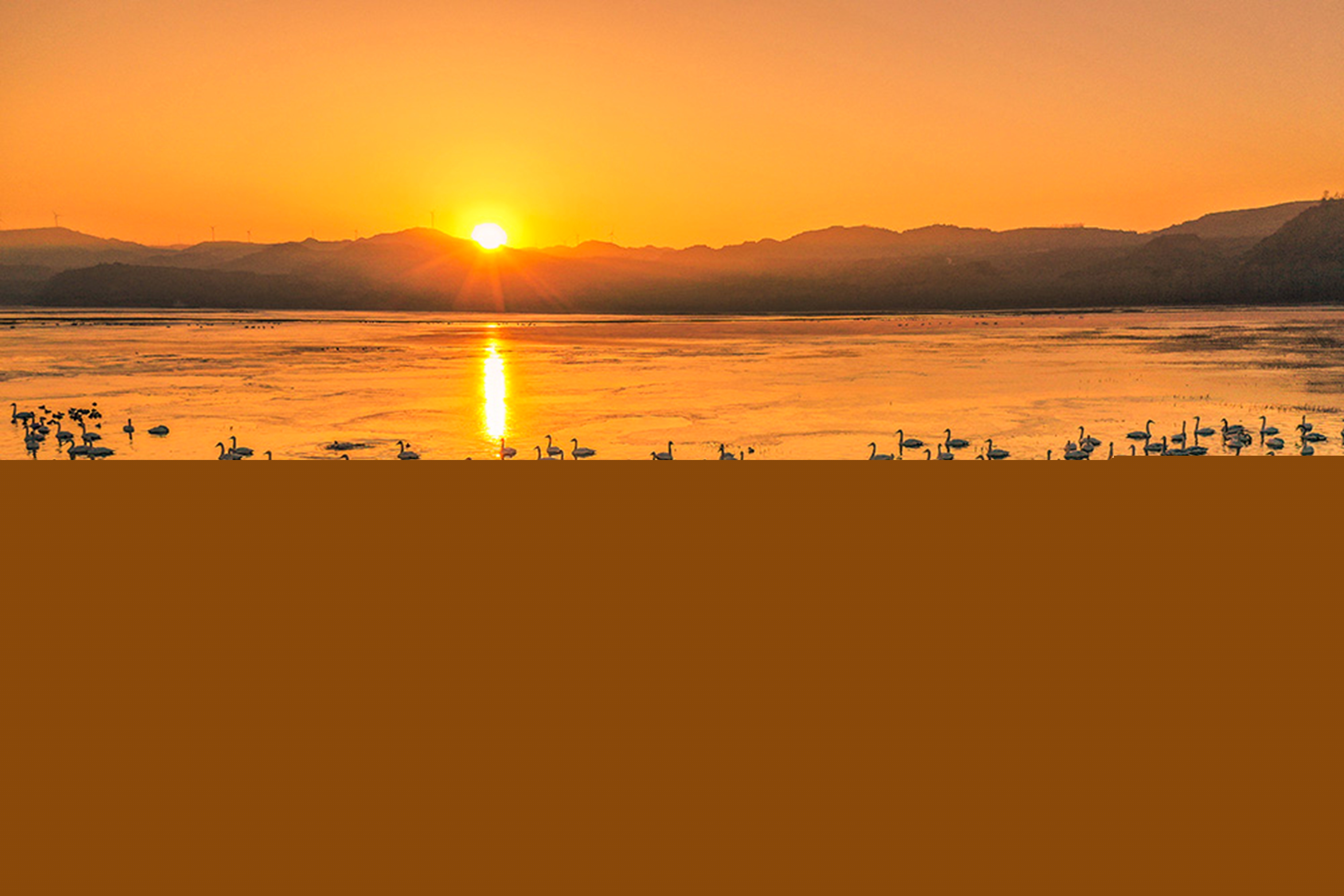 白天鵝舞動(dòng)黃河畔！河南這座城市為何備受天鵝青睞？