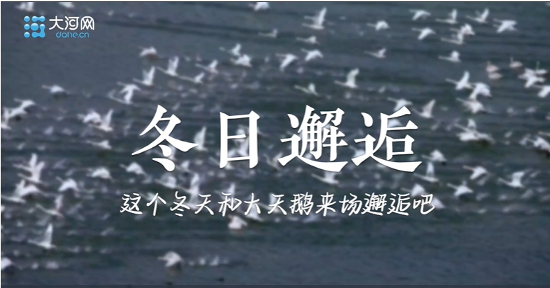 白天鵝舞動(dòng)黃河畔！河南這座城市為何備受天鵝青睞？