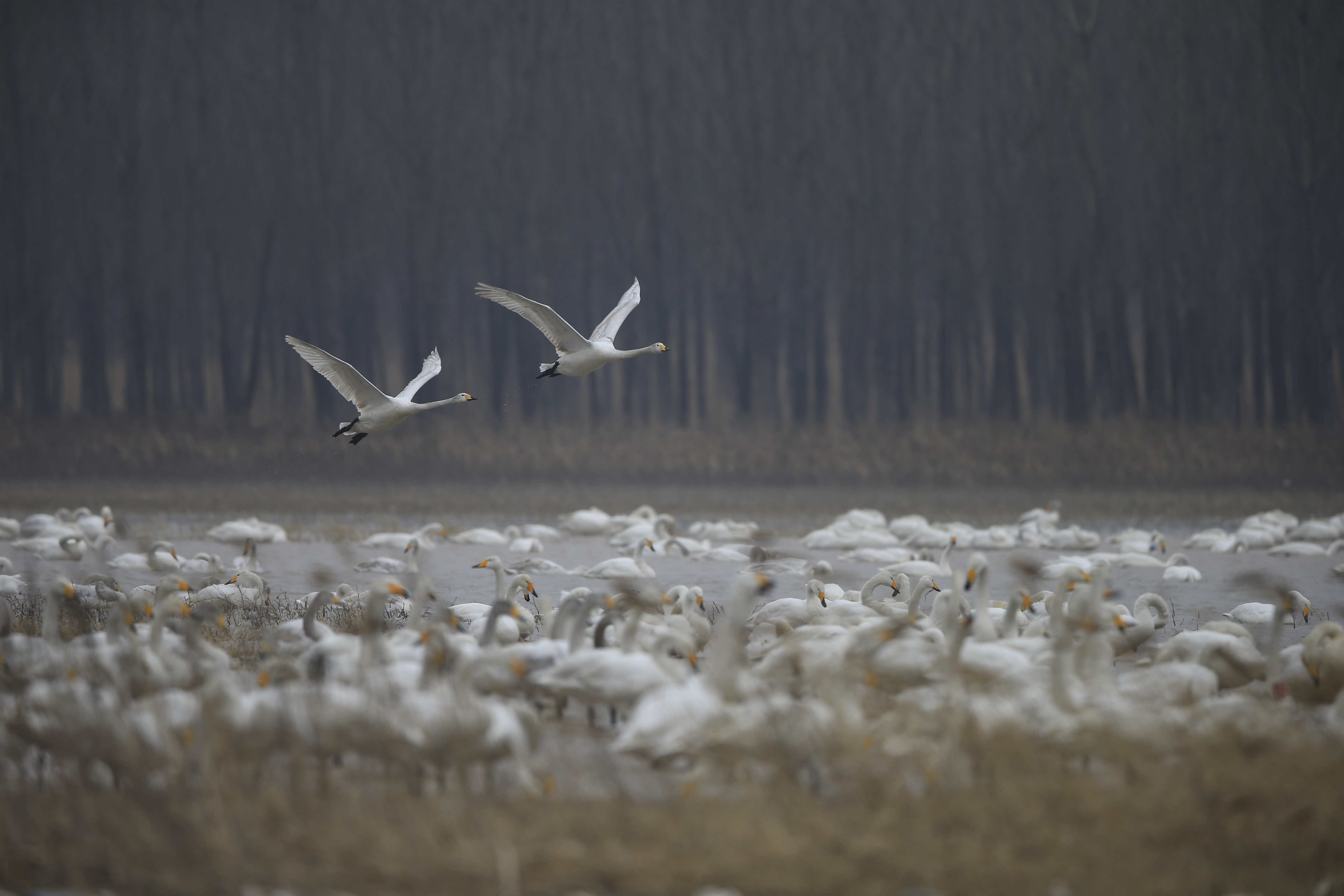 白天鵝舞動(dòng)黃河畔！河南這座城市為何備受天鵝青睞？