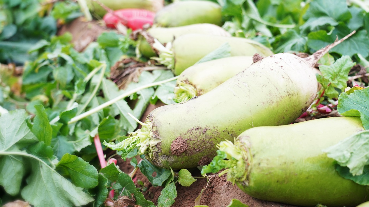 【地評(píng)線】河聲：助農(nóng)賣菜，彰顯干部為民初心