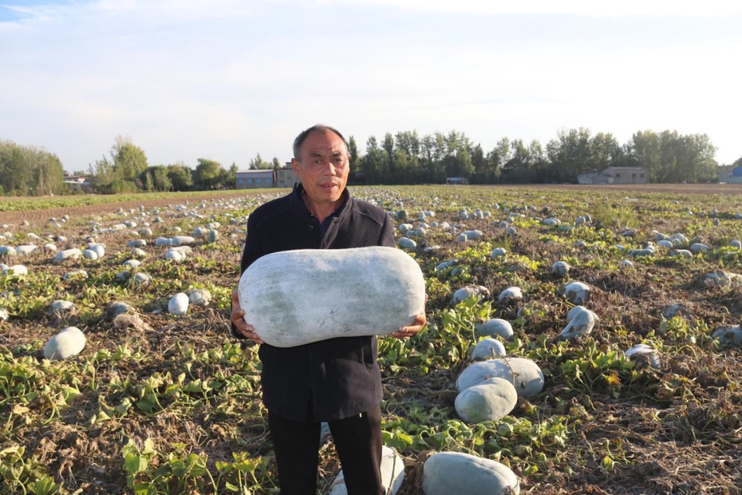 防疫攻堅(jiān)進(jìn)行時(shí)·助農(nóng)丨臨潁縣王孟鎮(zhèn)千噸冬瓜急需銷售 線 上+線下助“解圍”