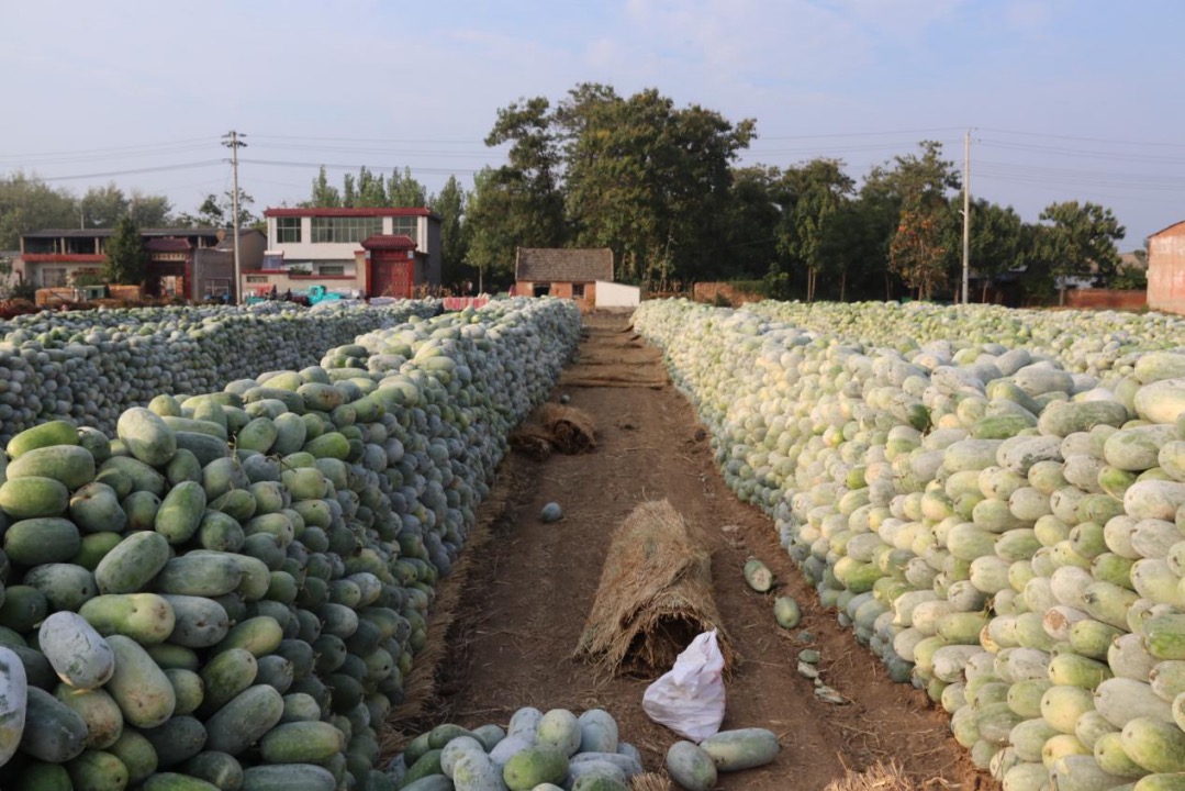 防疫攻堅(jiān)進(jìn)行時(shí)·助農(nóng)丨臨潁縣王孟鎮(zhèn)千噸冬瓜急需銷售 線 上+線下助“解圍”