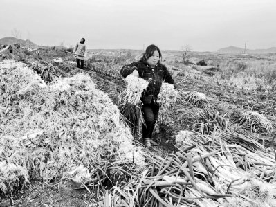 雙向奔赴！一棵“蔥”綿延近三年的鄂豫情緣