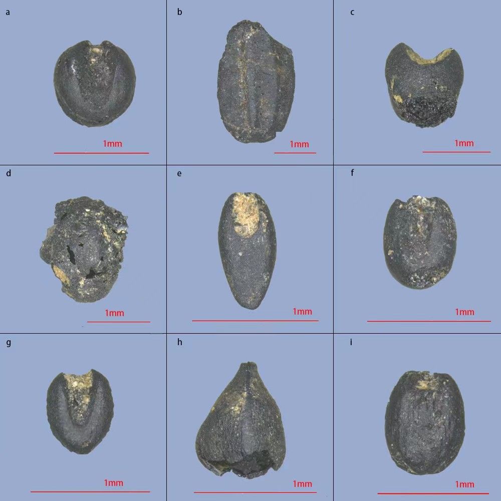 央媒觀豫丨河南黃山遺址發(fā)現(xiàn)6000多年前糧倉(cāng)群