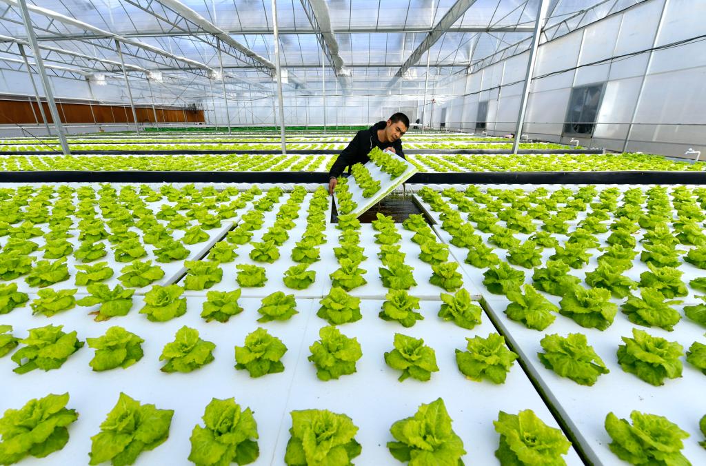 節(jié)氣里的中國(guó)|冬至陽(yáng)生春又來(lái)