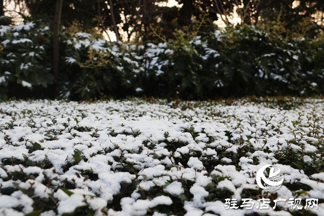 駐馬店市區(qū)迎來(lái)今冬第一場(chǎng)雪