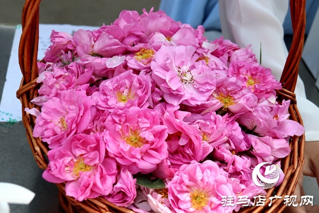 確山石滾河鎮(zhèn):小藥草鋪就鄉(xiāng)村振興“富民路”