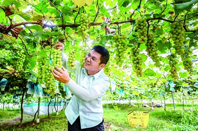我們的創(chuàng)業(yè)夢，種在希望的田野上