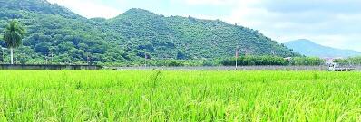 我們的創(chuàng)業(yè)夢，種在希望的田野上