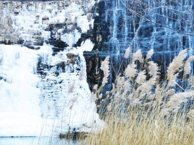 太行深處的神奇&ldquo;圣誕樹&rdquo; 世上獨一無二