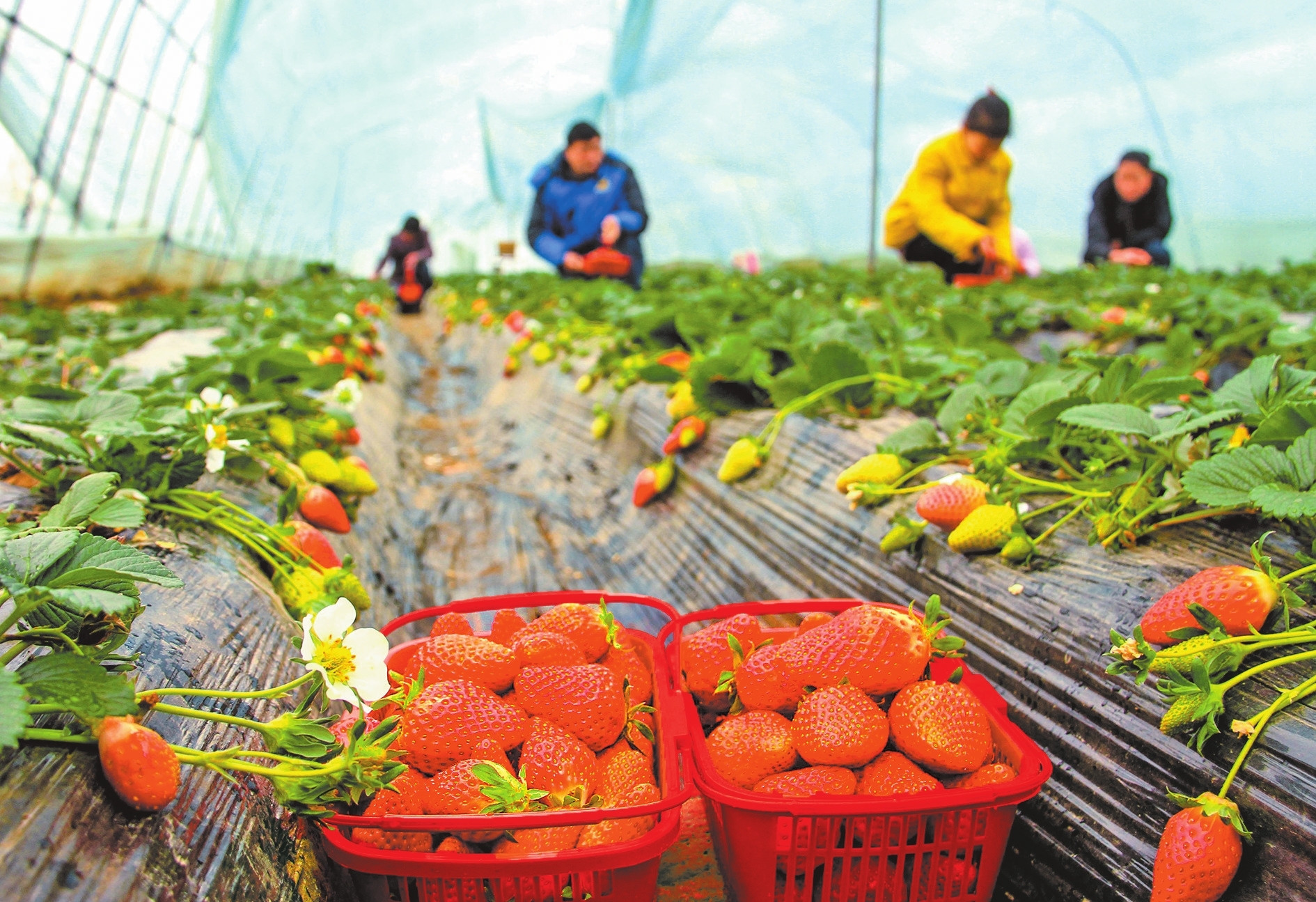 發(fā)展“一村一品”特色農(nóng)業(yè) 帶動(dòng)農(nóng)民增收致富