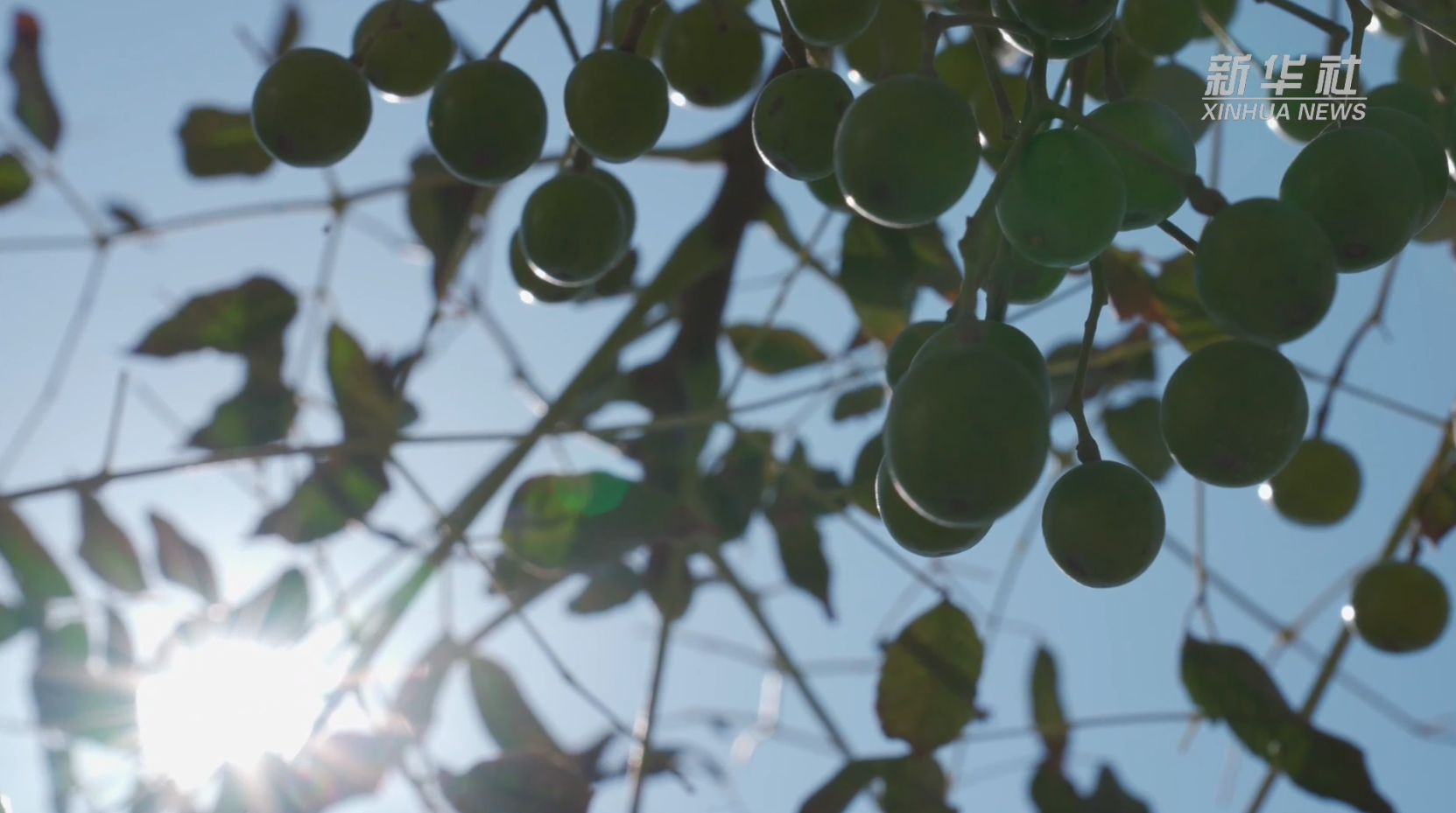 開山島樹種“游”太空