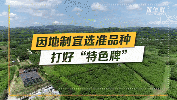 強(qiáng)信心·開(kāi)新局|深耕特色產(chǎn)業(yè) 賦能鄉(xiāng)村振興