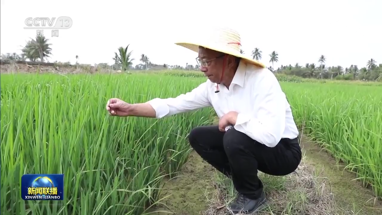 【新思想引領(lǐng)新征程】攥緊中國(guó)種子 端穩(wěn)中國(guó)飯碗