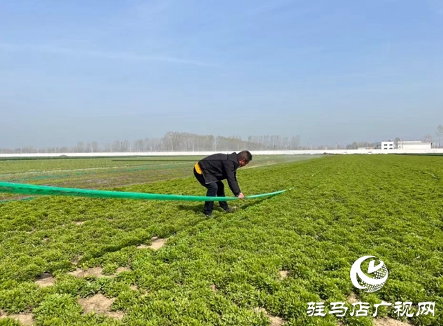 平輿縣:發(fā)展半枝蓮種植 助力中原藥谷建設(shè)