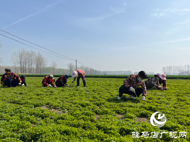 平輿縣:發(fā)展半枝蓮種植 助力中原藥谷建設(shè)