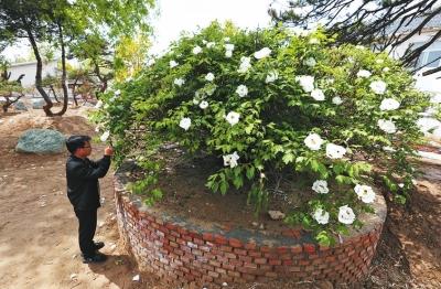 樹冠近6米、株高3米多…… 周口這幾株牡丹個頂個的美