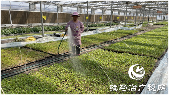 不負春日好時光 &ldquo;禾綠&rdquo;大棚出苗忙