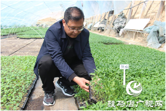 不負春日好時光 &ldquo;禾綠&rdquo;大棚出苗忙