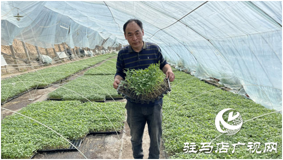 不負春日好時光 &ldquo;禾綠&rdquo;大棚出苗忙