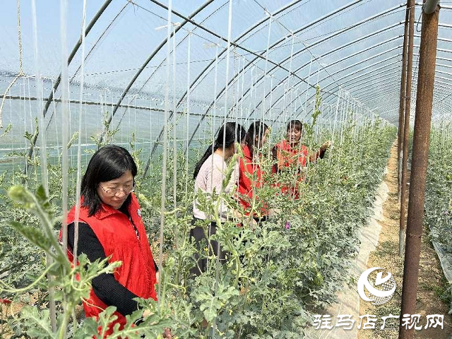 河南省科技特派員服務隊赴上蔡縣開展技術服務