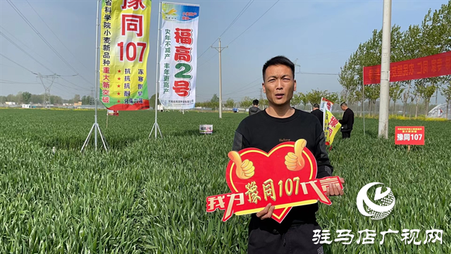 重磅！噸源種業(yè)再添強(qiáng)勢(shì)小麥品種，豫同107助農(nóng)增產(chǎn)豐收！