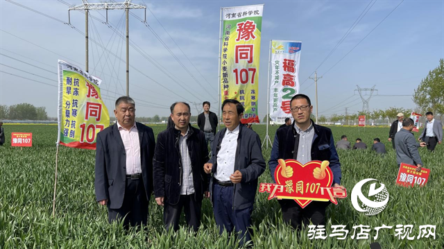 重磅！噸源種業(yè)再添強(qiáng)勢(shì)小麥品種，豫同107助農(nóng)增產(chǎn)豐收！