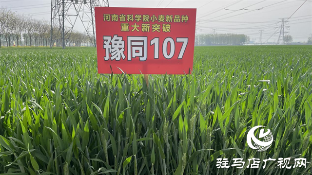重磅！噸源種業(yè)再添強(qiáng)勢(shì)小麥品種，豫同107助農(nóng)增產(chǎn)豐收！