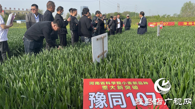 重磅！噸源種業(yè)再添強(qiáng)勢(shì)小麥品種，豫同107助農(nóng)增產(chǎn)豐收！