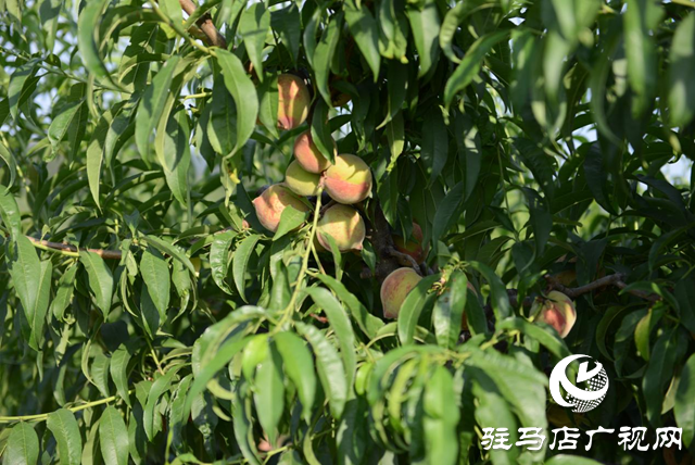 泌陽縣： &ldquo;蹚出&rdquo;鄉(xiāng)村集體經(jīng)濟發(fā)展新路子