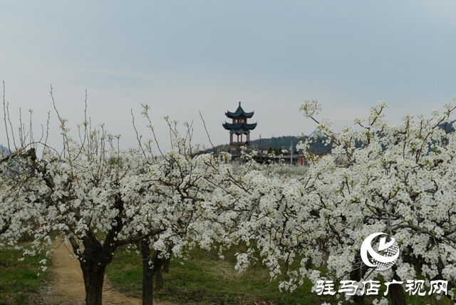 泌陽縣： &ldquo;蹚出&rdquo;鄉(xiāng)村集體經(jīng)濟發(fā)展新路子