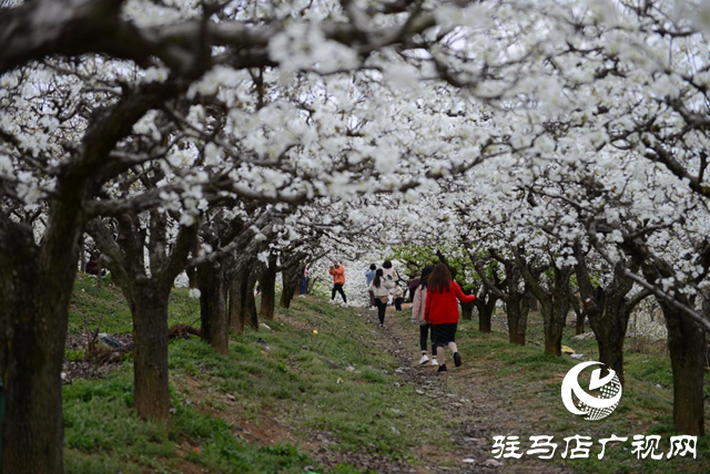 泌陽縣： &ldquo;蹚出&rdquo;鄉(xiāng)村集體經(jīng)濟發(fā)展新路子