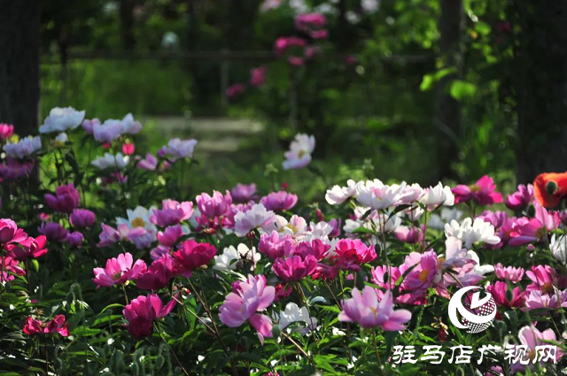 泌陽縣：草藥種植結(jié)出“甜蜜生活”